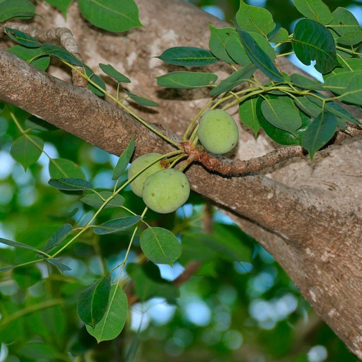 Marula - 2 seeds