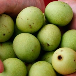 Marula - Seeds