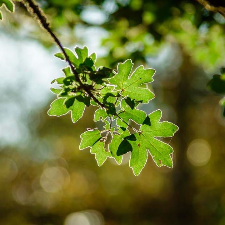 Field maple - Seeds