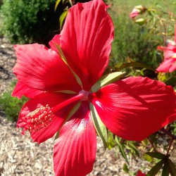 Hibiscus coccineus semillas