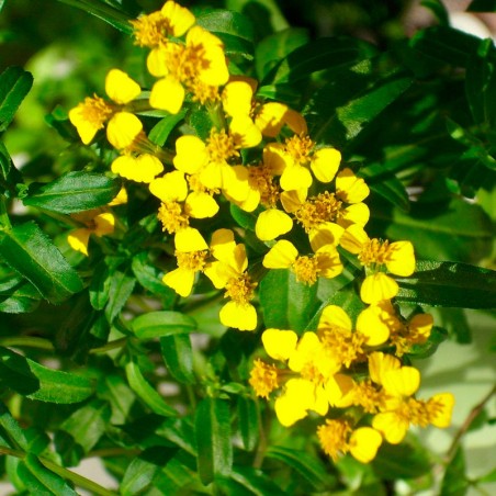 semillas tagetes lucida