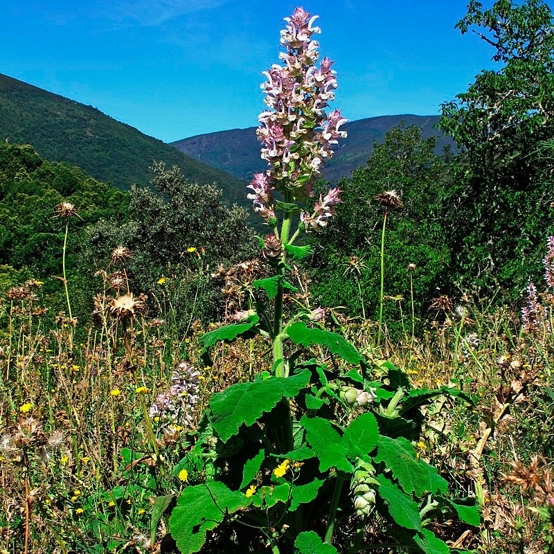 salvia sclarea semillas