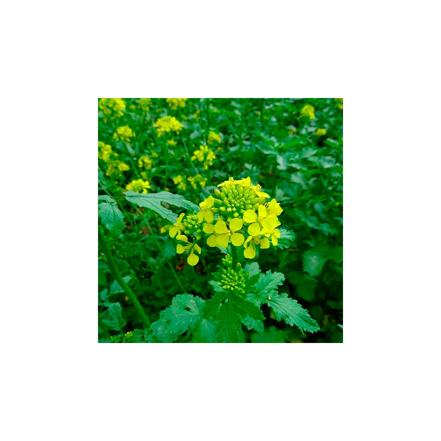 White mustard - 100 seeds
