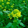 White mustard - 100 seeds