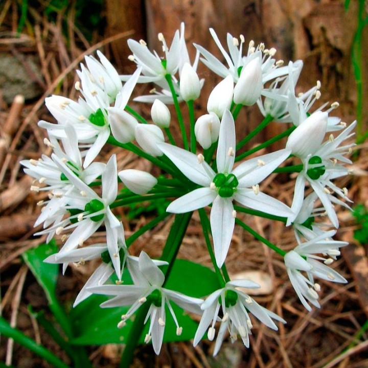 Wild garlic seeds