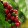 Coffea arabica Castillo semillas