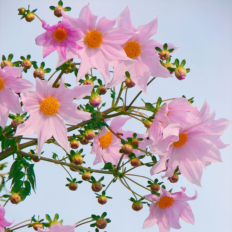 Semillas de Dahlia imperialis