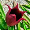 flor Stapelia leendertziae