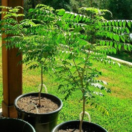 Curry tree - 1 plant
