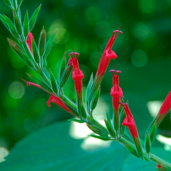 salvia elegans flor