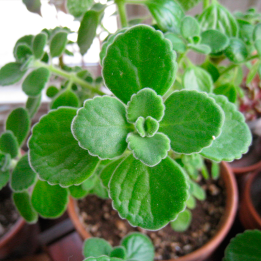 Cuban oregano - Planta