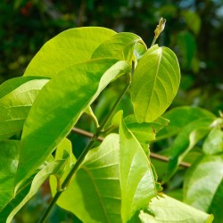 planta de Banisteriopsis caapii