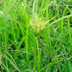 Cyperus esculentus planta