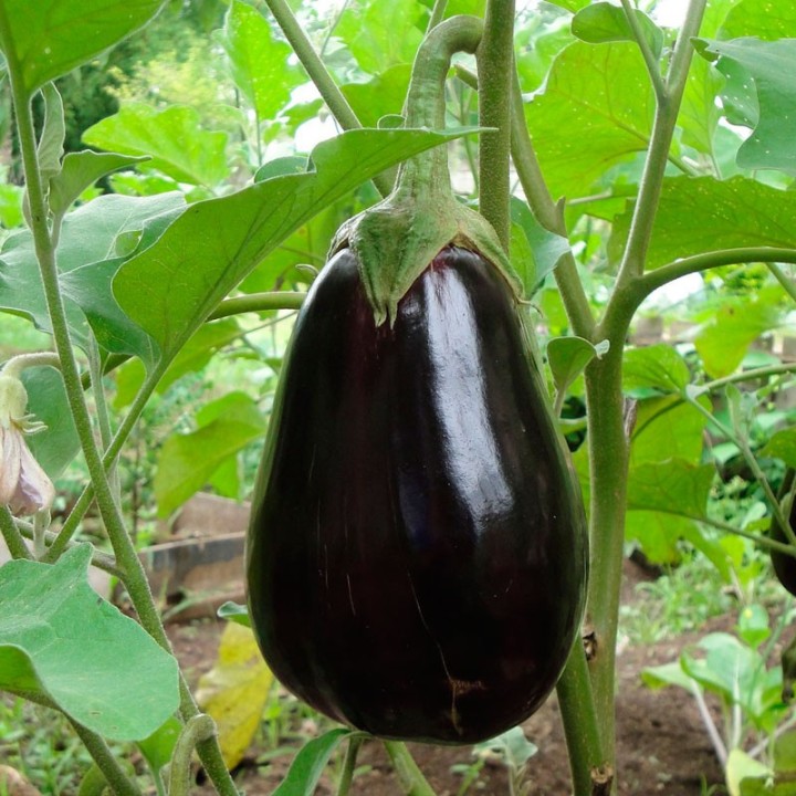 Eggplant, Black Beauty seeds