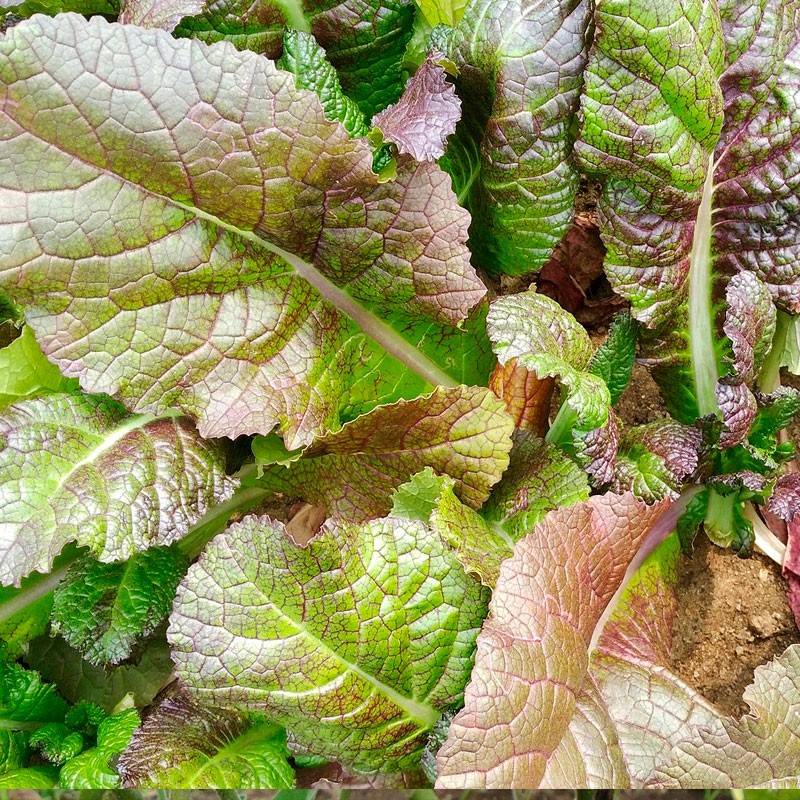 Red mustard - 400 seeds