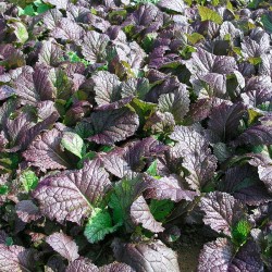 Red mustard - 400 seeds