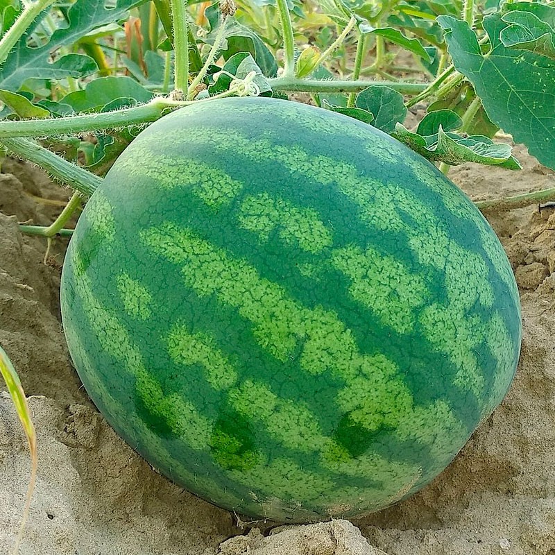 Watermelon, Crimson Sweet - Seeds