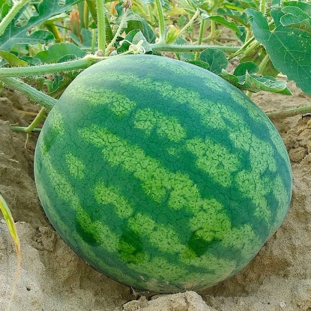 Watermelon, Crimson Sweet - Seeds