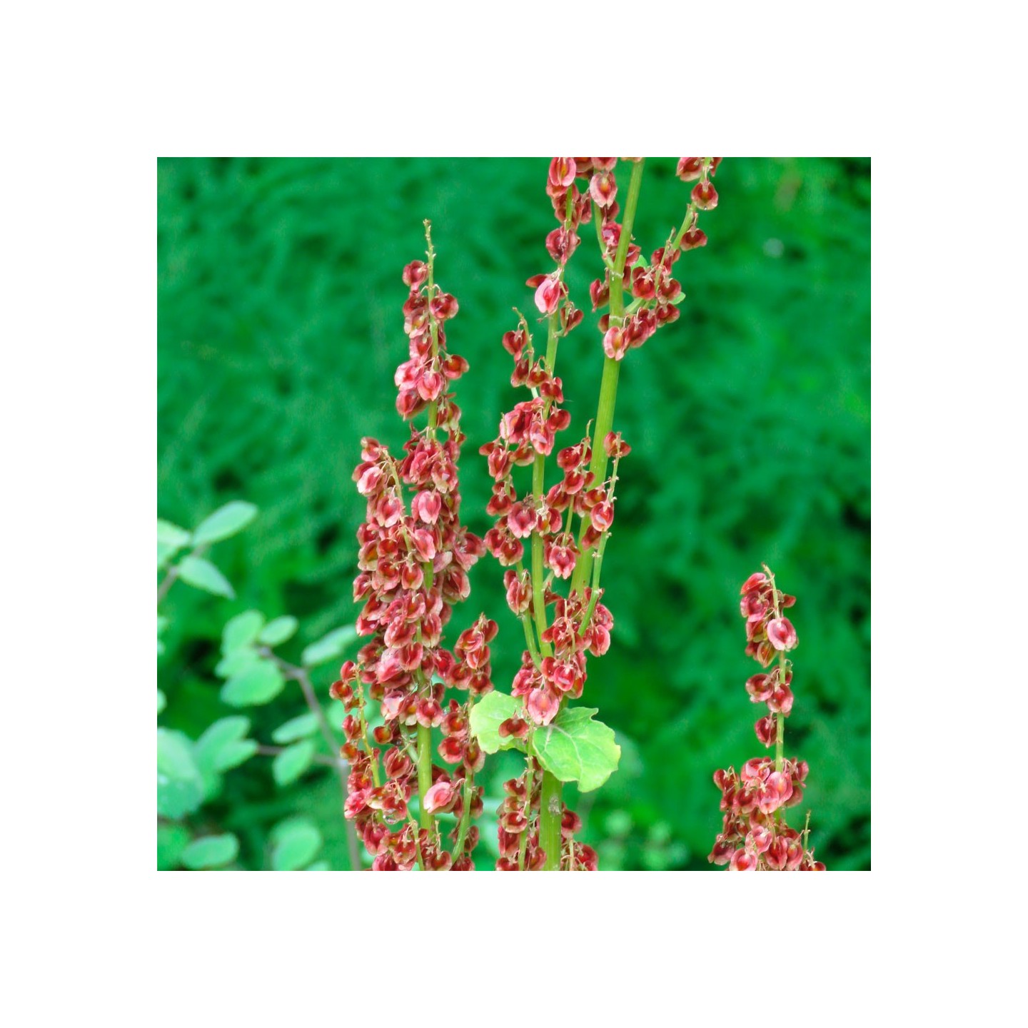 Sorrel - 100 seeds