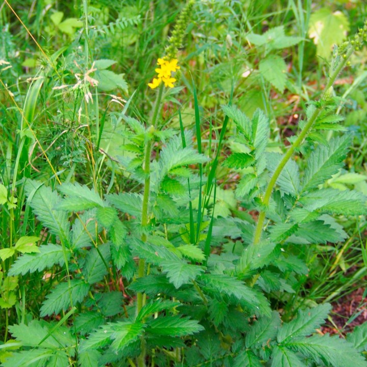 Agrimony - Seeds