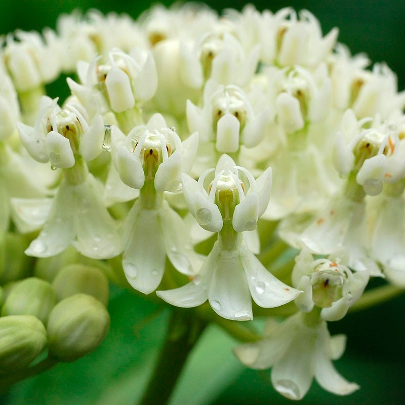 asclepias incarnata blanca semillas