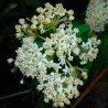 semillas de asclepias blancas