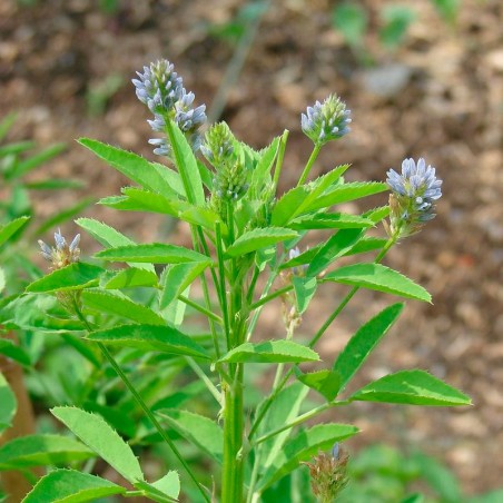 trigonella caerulea semillas