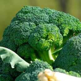 Broccoli, Calabrese natalino - Seeds
