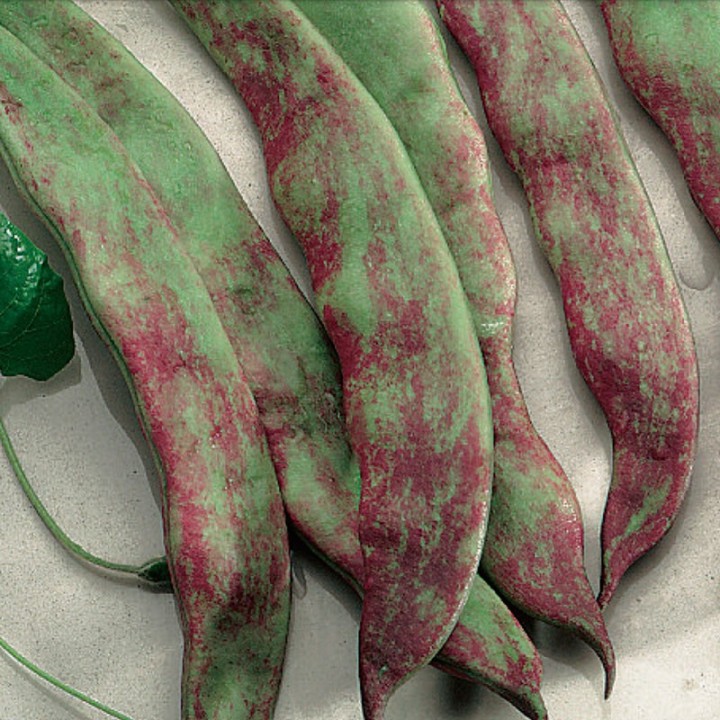 Beans, Buenos Aires Red - Seeds