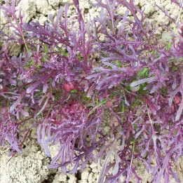 Mizuna, Purple - Seeds