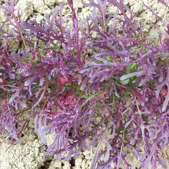 Mizuna, Purple - Seeds