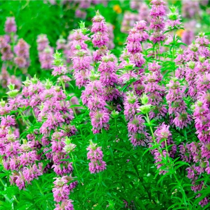 Lemon beebalm - Seeds