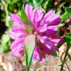 Lemon beebalm - 500 seeds