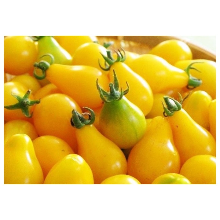 Tomate Cherry Pera Amarillo - Sobre 25 semillas