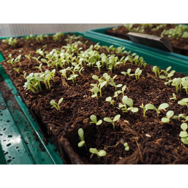 Seedbed 12 cells, Natural fiber (12u)