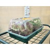 Mini Greenhouse 38.7 × 24.2 × 17.5cm - XS Greenhouse