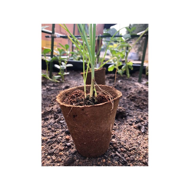 Round natural fiber pots Ø6cm (6u)