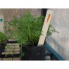 Bamboo labels, carrot illustration (6uds)