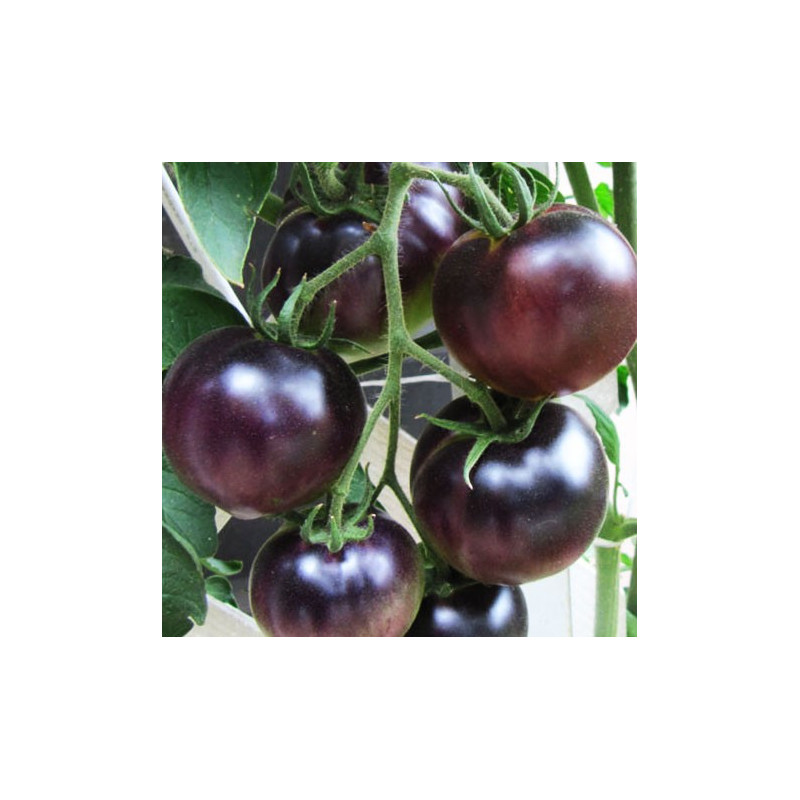 Tomate Black Cherry - Sobre 25 semillas