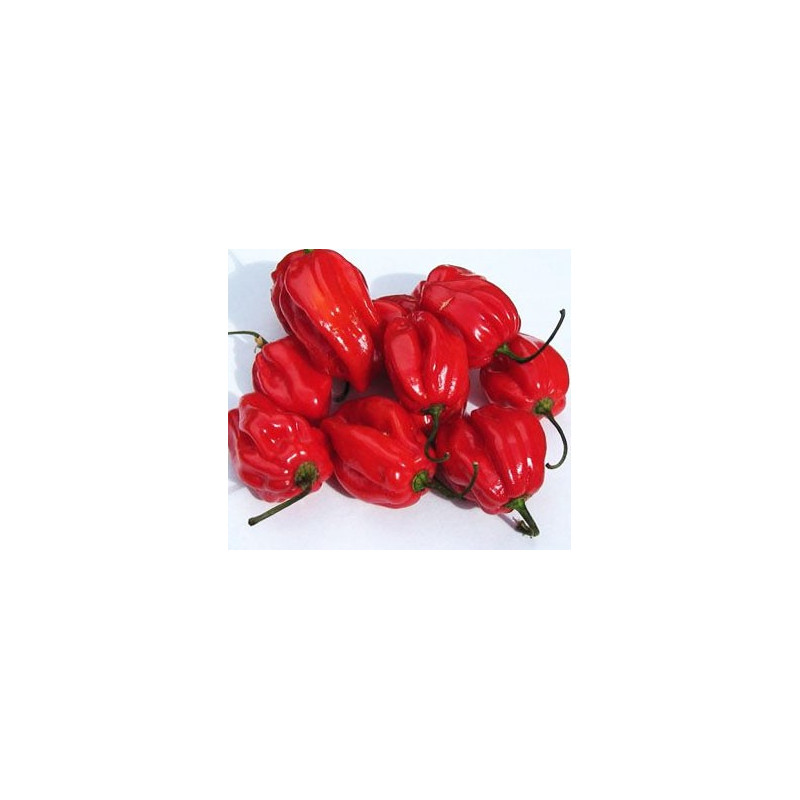 semillas pimiento habanero rojo