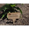 Bamboo labels for plants (6uds)