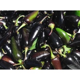 Pimiento Serrano Purple - Sobre 20 semillas