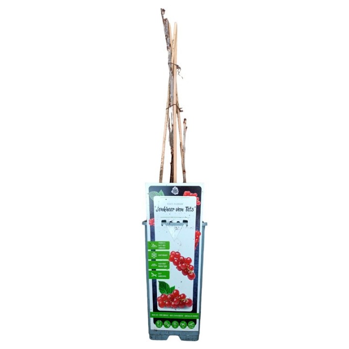 Gooseberry, Red Jonkheer van Tets - 1 plant