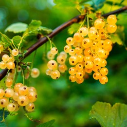 grosellero blanco