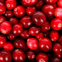 Red cranberry, Early black - 1 plant