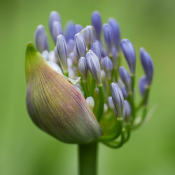 African lily - 1 plant