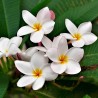 plumeria rubra planta