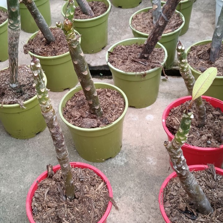 Plumeria - Plant