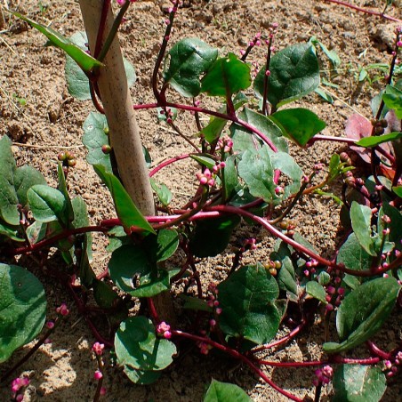 Malabar spinach, Red - 12 seeds