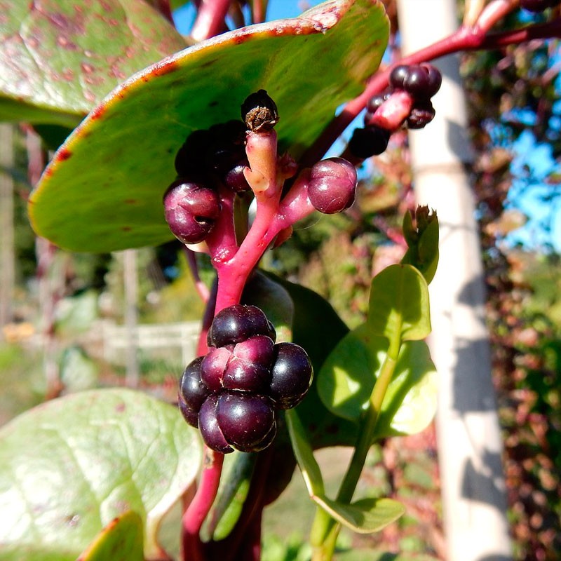 Malabar spinach, Red - 12 seeds